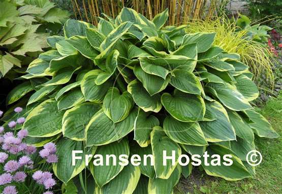 Hosta Fortunei Aureomarginata